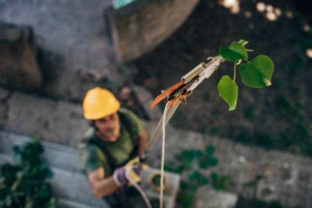 Dead Tree Removal in Ashland, OR